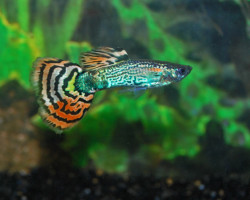 Guppy Snakeskin Mosaic Maschio M/L