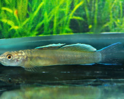 Lentipes Dimetrodon M