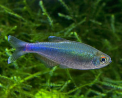 Boehlkea Fredcochui S