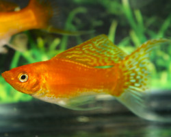 Poecilia Latipinna Gold Longfin M