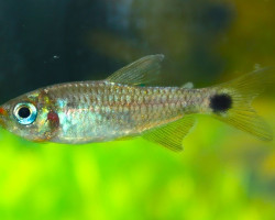 Moenkhausia Cosmops S