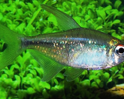 Moenkhausia Pittieri M