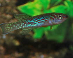 Fundulopanchax Moense M