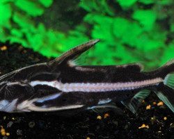 Orinocodoras Eigenmanni L