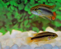 Apistogramma Agassizii Red L