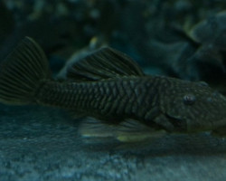 Parancistrus Aurantiacus S/M