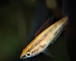 Parosphromenus Anjunganensis L