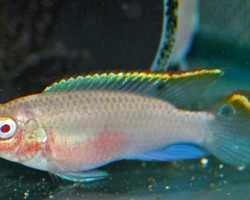 Pelvicachromis Pulcher Albino S