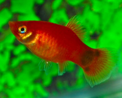 Platy Red Mickey L