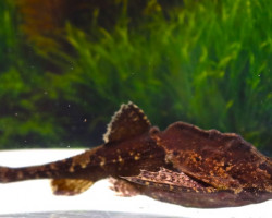 Bunocephalus Verrucosus L