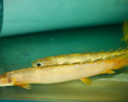 Polypterus Senegalus Golden Marble L