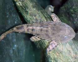 Pseudorinelepis Genibarbis Xl
