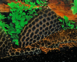 Pterygoplichthys Gibbiceps  S