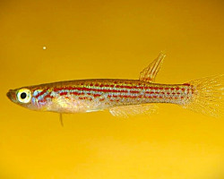 Fenerbache Formosus Oyo S/M