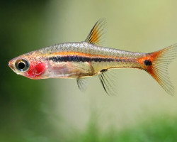 Rasbora/Boraras Urophthalmoides M