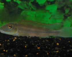 Steatocranus Tinanti S