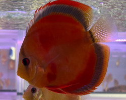 Discus Red Cover M/L