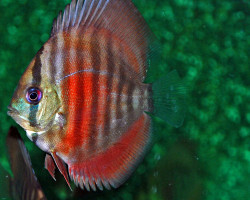 S. Aequifasciatus San Merah S/M