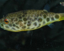 Tetraodon Schoutedeni S