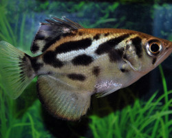 Toxotes Siamensis S/M