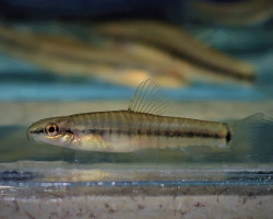 Yunnanilus Pulcherrimus M