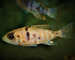 Aulonocara Sp. Red Neon S