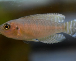 Neolamprologus Brevis L