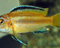 Melanochromis Johannii S