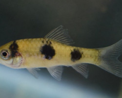 Haludaria Fasciata S/M