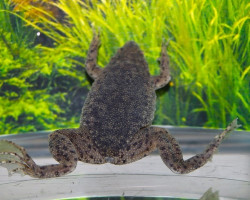 Potamalpheops Sp. Purple Zebra S