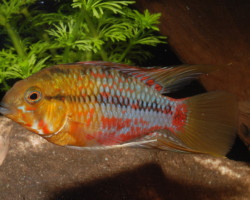 Apistogramma Hongsloi Select M/L