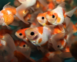 Car. Aur. Pearlscale Crown Red/White 8/10