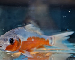 Cyp. Carpio Koi Shusui Europe 12/16