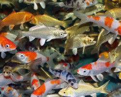 Cyp. Carpio Koi Select Asia Mix 4/7