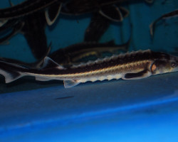 A. Gueldenstaedtii (Eu-Bred) 20/25