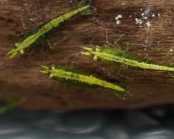 Neocaridina Davidi Green Fire M