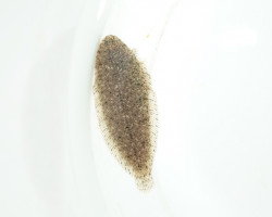 Achiroides Leucorhynchos L