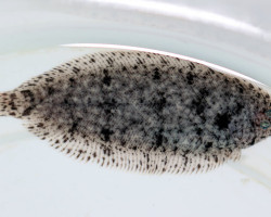 Brachirus Villosus M