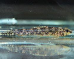 Melacharacidium Sp. Nanay Peru M/L