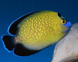 Apolemichthys Xanthopunctatus Ml