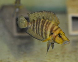 Altolamprologus Compressiceps Chaitika 4-5