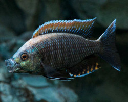 Copadichromis Virginalis Fire Crest F1 3,5