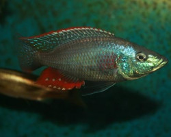 Dimidiochromis Strigatus 5,5-7Cm