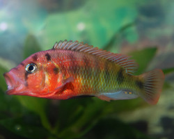 Haplochromis/Pundamilia Nyererei Red Head 4
