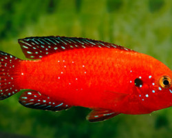 Hemichromis Exsul 5-6