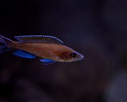 Paracyprichromis Brieni Velifer 4-5