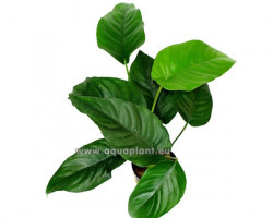 Anubias Saggitte