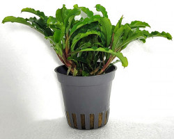 Bucephanlandra Wavy Green