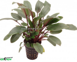 Cryptocoryne Beckettii Viridifolia