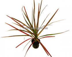 Dracaena Marginata (Red)